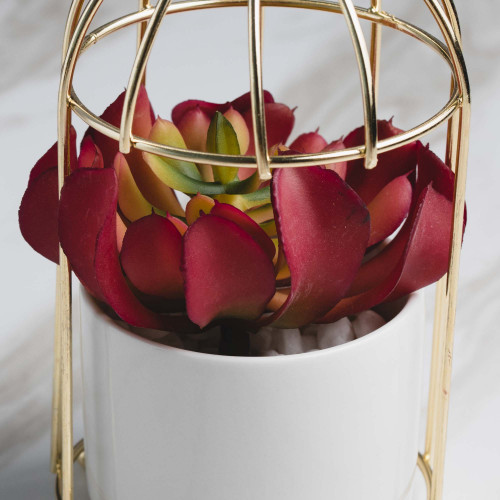 Bird's Cage Potted Plant #5 Red Chitose