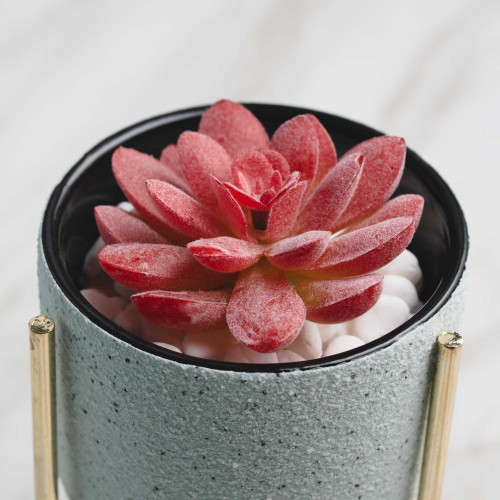 Botany Potted Plant #2 Red Flower Gem