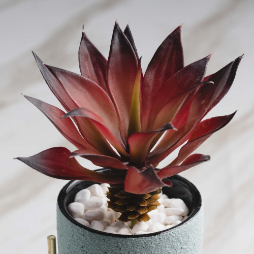 Botany Potted Plant #4 Red Agave