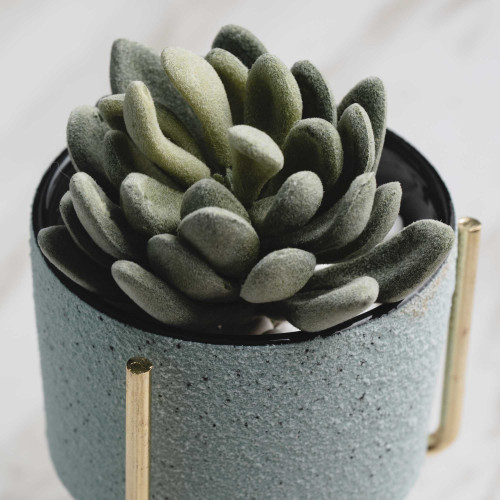 Botany Potted Plant #5 Snow Lotus