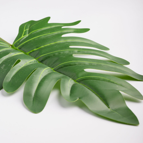 Leaf Branch Plant Spring Leaf
