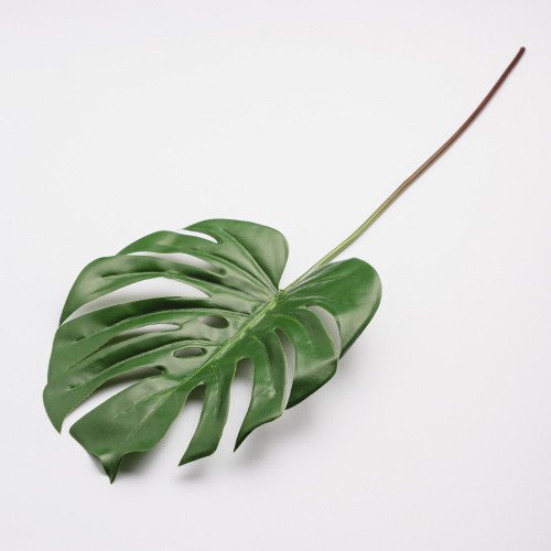 Leaf Branch Plant Turtle Leaf