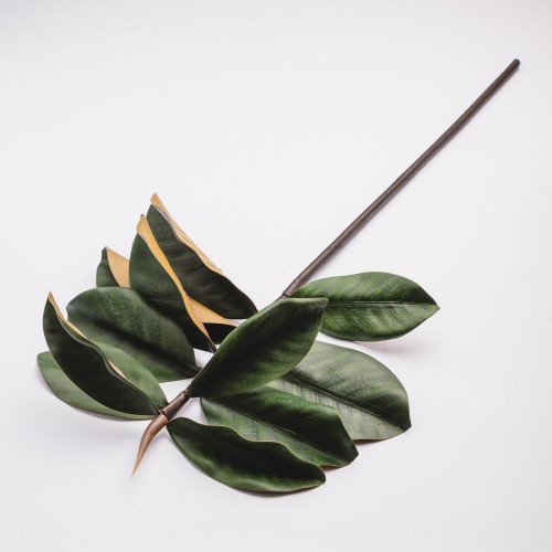 Magnolia Branches - Green