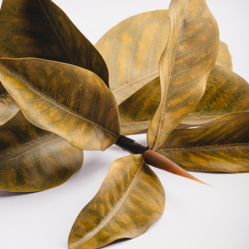 Magnolia Branches - Yellow