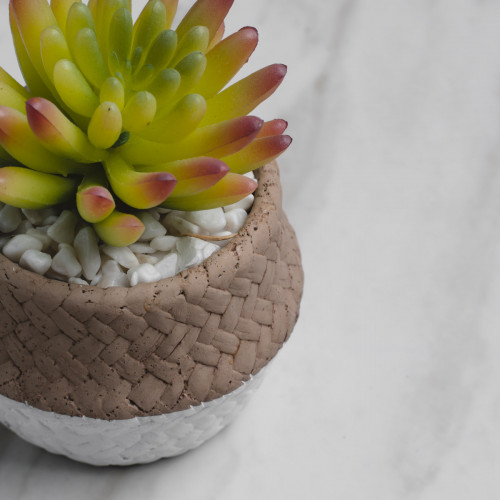 Native Potted Plant #2 Yachiyo