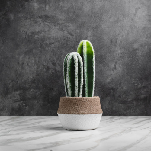 Native Potted Plant #5 Giant Agave