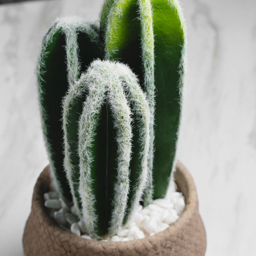 Native Potted Plant #6 Three-Headed Cactus