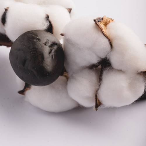 White Cotton Plant - Five Blossoms Bouquet