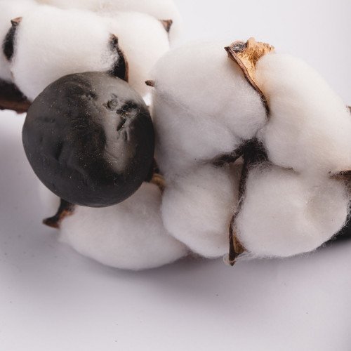 White Cotton Plant - Five Blossoms Bouquet