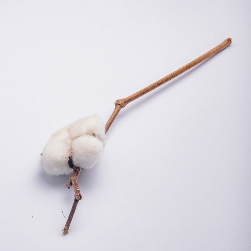 White Cotton Plant - Single Branch