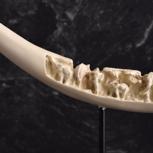 Ivory Tusk Antique Standing Décor 3