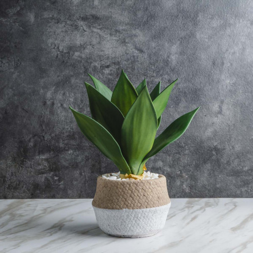 Native Potted Plant #3 Jade