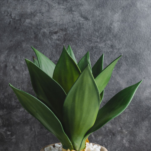 Native Potted Plant #2 Yachiyo 2
