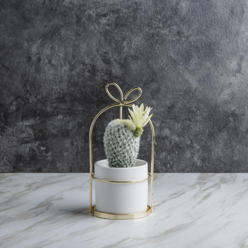 Succulent Plant Décor #5 Large Aloe